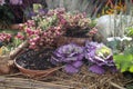 Ornamental purple brassica cauliflower