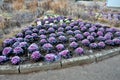 Ornamental purple cabbage on a flower bed in the shape of a large circle. Pizza slices are planted with purple biennial leaves and