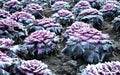 Ornamental purple cabbage on a flower bed in the shape of a large circle. Pizza slices are planted with purple biennial leaves and