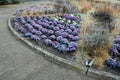 Ornamental purple cabbage on a flower bed in the shape of a large circle. Pizza slices are planted with purple biennial leaves and
