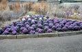 Ornamental purple cabbage on a flower bed in the shape of a large circle. Pizza slices are planted with purple biennial leaves and