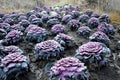 Ornamental purple cabbage on a flower bed in the shape of a large circle. Pizza slices are planted with purple biennial leaves and