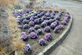 Ornamental purple cabbage on a flower bed in the shape of a large circle. Pizza slices are planted with purple biennial leaves and