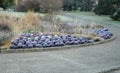 Ornamental purple cabbage on a flower bed in the shape of a large circle. Pizza slices are planted with purple biennial leaves and