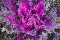 Ornamental Purple Curly Kale Growing in Garden