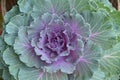 Ornamental Purple Kale or cabbage .