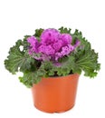 Ornamental Purple Kale or cabbage