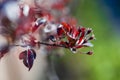 Ornamental purple-leaf freya apple tree with flowers that have not yet opened on spring garden background, closeup Royalty Free Stock Photo