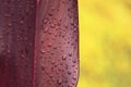 Water droplets on red leaves on yellow background close-up. Macro photo of rain drops on leaf surface. Royalty Free Stock Photo
