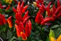 Ornamental red peppers in pots