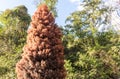 Ornamental red tree named Pinheiro do Brejo Taxodium distichum Royalty Free Stock Photo