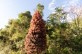 Ornamental red tree named Pinheiro do Brejo Taxodium distichum