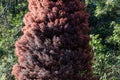 Ornamental red tree named Pinheiro do Brejo Taxodium distichum Royalty Free Stock Photo