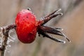 Ornamental rose hips in frost