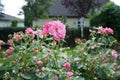 Ornamental rose `Marion` blooms in July. Garden pink rose as an ornamental plant is grown in the garden. Berlin, Germany