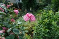 Ornamental rose `Marion` blooms in July. Garden pink rose as an ornamental plant is grown in the garden. Berlin, Germany