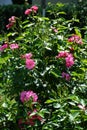 Ornamental rose `Marion`, cultivar Marion de Ruiter. Garden pink rose as an ornamental plant grown in the garden. Germany