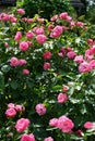 Ornamental rose `Marion`, cultivar Marion de Ruiter. Garden pink rose as an ornamental plant grown in the garden. Berlin, Germany Royalty Free Stock Photo