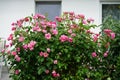 Ornamental rose `Marion`, cultivar Marion de Ruiter. Garden pink rose as an ornamental plant grown in the garden. Berlin, Germany Royalty Free Stock Photo