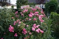 Ornamental rose `Marion`, cultivar Marion de Ruiter. Garden pink rose as an ornamental plant grown in the garden. Berlin, Germany Royalty Free Stock Photo