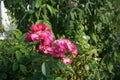 Ornamental rose `Marion`. Garden pink rose as an ornamental plant grown in the garden. Berlin, Germany