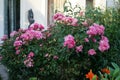 Ornamental rose `Marion`. Garden pink rose as an ornamental plant grown in the garden. Berlin, Germany