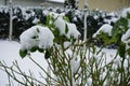 Ornamental rose \'Marion\' under the snow in the garden in winter. Berlin Germany