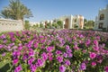 Ornamental rose periwinkle flowering plant in a formal garden Royalty Free Stock Photo