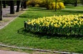 Ornamental round flowerbed with annuals and bulbs. yellow daffodils predominate on the grassy area with a low metal fence which pr Royalty Free Stock Photo