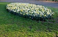 Ornamental round flowerbed with annuals and bulbs. yellow daffodils predominate on the grassy area with a low metal fence which pr Royalty Free Stock Photo