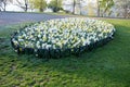 Ornamental round flowerbed with annuals and bulbs. yellow daffodils predominate on the grassy area with a low metal fence which pr Royalty Free Stock Photo