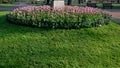 Ornamental round flowerbed with annuals and bulbs. yellow daffodils predominate on the grassy area with a low metal fence which pr Royalty Free Stock Photo