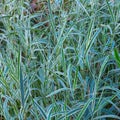 Ornamental sedge. Green grass natural background Royalty Free Stock Photo
