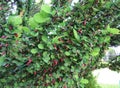 Ornamental shrub Berberis thunbergii in summer