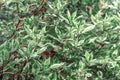 Ornamental shrub Derain White Elegantissima or Cornus alba