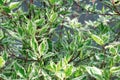 Ornamental shrub Derain White Elegantissima or Cornus alba