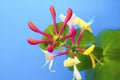 Ornamental shrub honeysuckle flower. Royalty Free Stock Photo