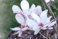 Ornamental shrub Magnolia soulangeana in early spring. Royalty Free Stock Photo