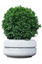 Ornamental shrub in a pot