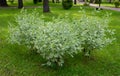 Ornamental shrub of the White Derena Elegantissima or Cornus alba. Soft and selective focus. Delicate natural colors
