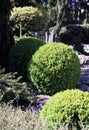 Ornamental shrubs in the garden