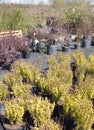 Ornamental shrubs grows in nursery plants