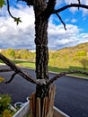 ornamental shrubs and trees. distinguishing feature is their star-shaped