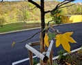 ornamental shrubs and trees. distinguishing feature is their star-shaped