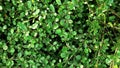 Ornamental shrubs, wall shrubs grass plants. Royalty Free Stock Photo