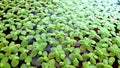 Ornamental shrubs, wall shrubs grass plants.