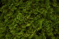 Ornamental shrubs ,Wall shrubs green background bush juniper