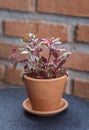 Ornamental small plants with green and red leaves look fresh and refreshing. In a small pot Made of red clay Resting on a grey Royalty Free Stock Photo