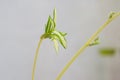 Ornamental Spider Plant Leaves