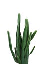 Ornamental spiny plant with dark green succulent stems of Euphorbia cactus potted plant isolated on white background, clipping